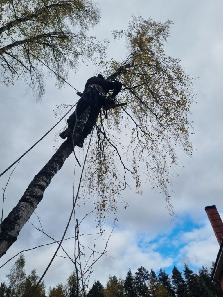 Спил деревьев